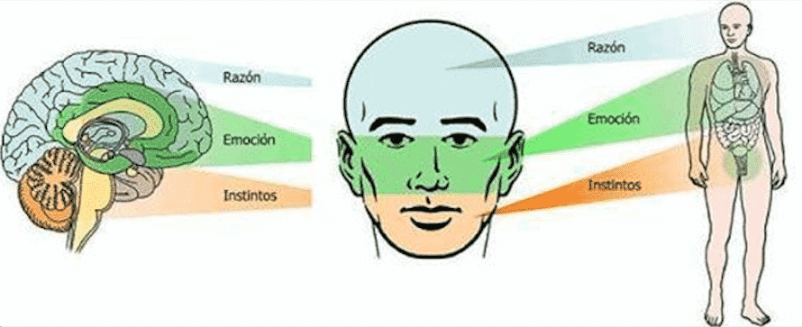 Estudios Morfopsicológicos Del Rostro - David Rica